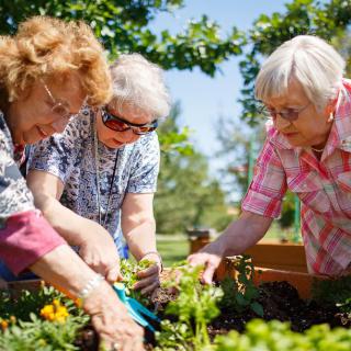 Three seniors enjoying gardening outdoors together.