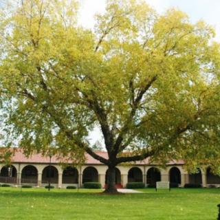 A large tree stands prominently in a courtyard with arched architecture in the background.