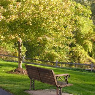 A peaceful park scene featuring a wooden bench surrounded by lush greenery and bathed in sunlight.