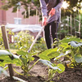 Person tending to a vegetable garden on a sunny day.