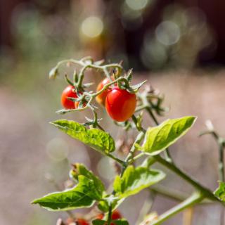 A close-up of cherry tomatoes growing on a plant in a garden.