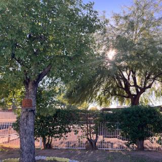 A serene view of trees basking in the sunlight, showcasing the beauty of nature.