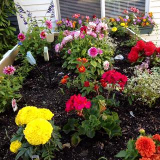 A vibrant garden bed filled with an array of colorful flowers in full bloom.
