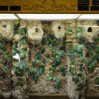 A display of bird nests surrounded by greenery in an indoor enclosure.