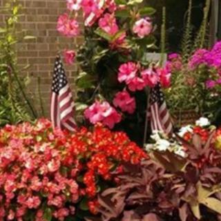A vibrant garden display featuring red and pink flowers adorned with American flags.