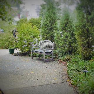 A serene garden bench nestled among lush greenery, inviting relaxation.