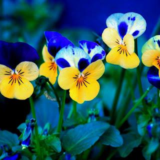 A vibrant cluster of pansies showcasing a mix of yellow and blue colors in a garden setting.