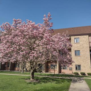 A blooming tree with pink flowers stands in front of a brick building on a sunny day.