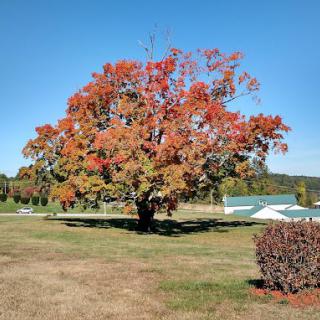 A beautiful tree with vibrant autumn foliage stands in a sunny park.