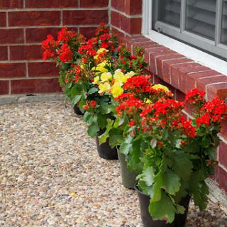 A vibrant display of red and yellow flowers in pots along a brick wall.