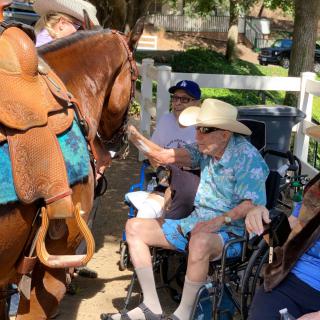 A group of elderly individuals in wheelchairs enjoying an outdoor setting with a horse.