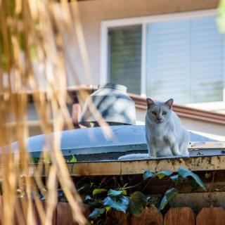 A cat sitting on a fence in front of a house.