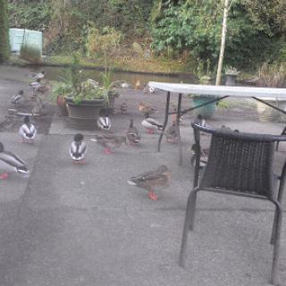 A serene outdoor scene featuring birds gathering around a table and chairs in a garden.