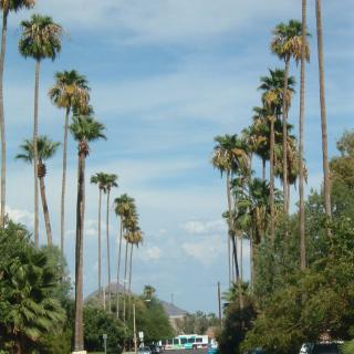 A scenic street lined with tall palm trees under a blue sky.
