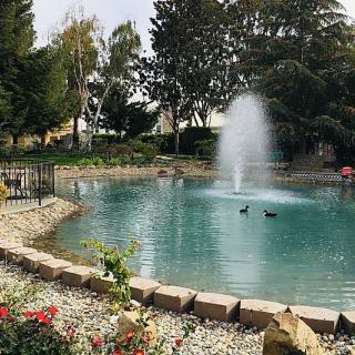 A serene park pond with a central fountain and surrounding greenery.