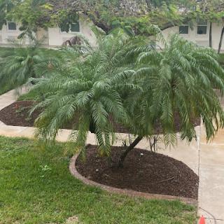 A view of lush palm trees surrounded by manicured landscaping in a garden.