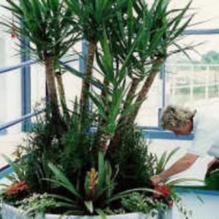 A lush indoor Dracaena plant displayed in a modern setting.