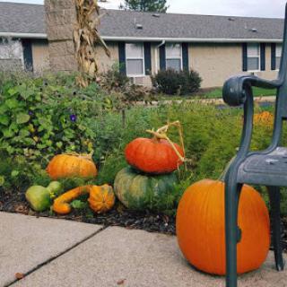 A vibrant display of pumpkins in a cozy garden, welcoming the autumn season.