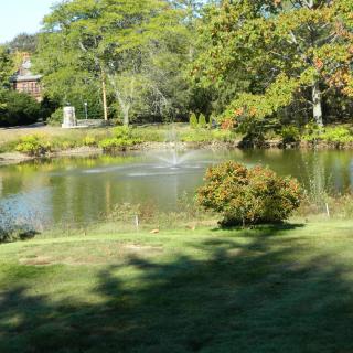 A serene view of a pond surrounded by lush greenery and trees on a sunny day.