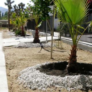 A landscaped garden featuring palm trees along a pathway on a sunny day.