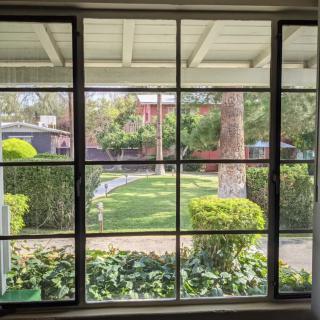 A serene garden view through a window, showcasing lush greenery and tall trees.