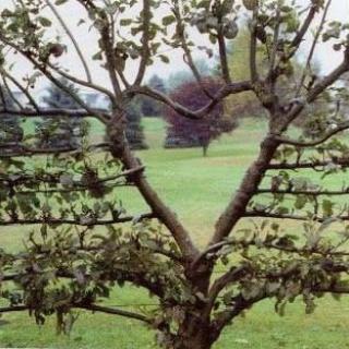 Tree with branches forming a heart shape in a green landscape.