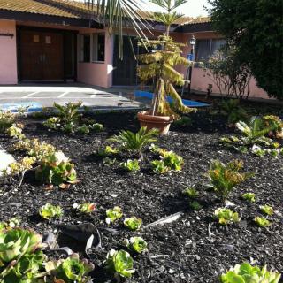 A well-maintained garden with a variety of plants and mulch in front of a house.