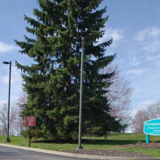 A tall evergreen tree stands prominently alongside a park sign under a clear blue sky.