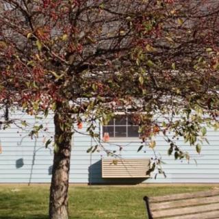 A quiet yard with a tree losing its autumn leaves, a bench nearby, and a house in the background.