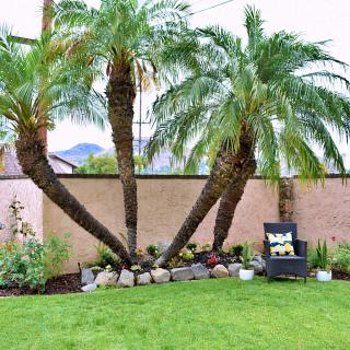 A beautifully landscaped backyard featuring palm trees, a lush green lawn, and a cozy outdoor chair.