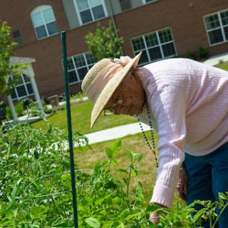 A senior person tending to a vegetable garden on a sunny day.