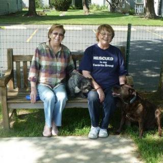 Two women sitting on a bench with two dogs on a sunny day.