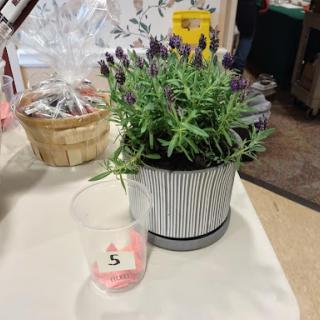 A beautiful potted lavender plant, adding a touch of nature to the indoor space.