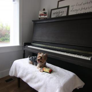 A small dog sitting on a piano bench in a cozy room.