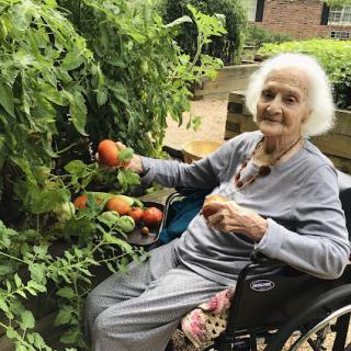 An elderly woman in a wheelchair enjoying her time gardening and harvesting fresh tomatoes.