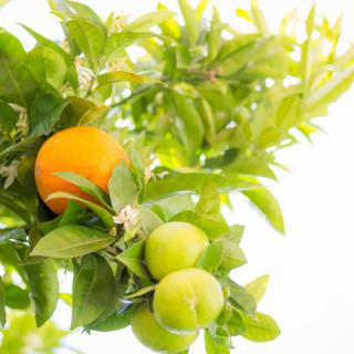 A branch with ripe and unripe citrus fruits surrounded by green leaves.