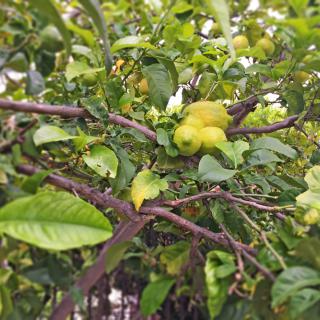 A tree with green fruits and dense foliage in a garden setting.