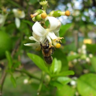 A bee pollinating a white flower among lush green foliage.