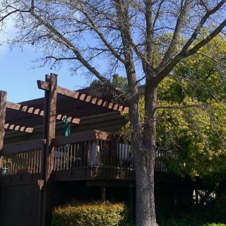 A sunny outdoor scene featuring a wooden deck with a pergola and surrounding trees.