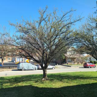 A solitary tree stands in a green lawn under a clear blue sky.