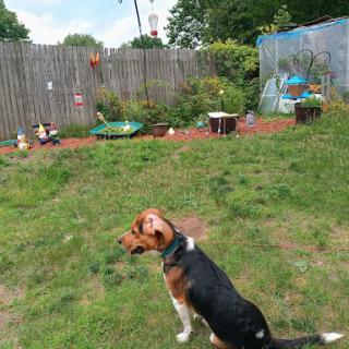 A dog sitting in a garden, surrounded by green grass and various garden elements.