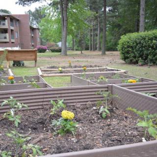 A community garden with several raised beds, filled with young plants and greenery.