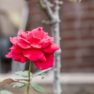A vibrant red rose blooming in a garden.