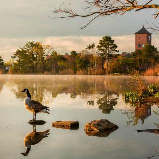 A serene morning view of a lake with geese standing on stones, surrounded by mist and trees.