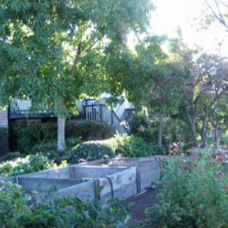 A serene garden with lush trees and raised planting beds.