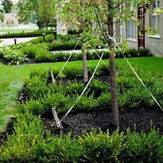A well-maintained garden with supported trees and neatly arranged shrubs.