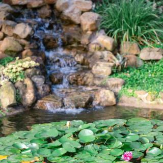 A serene waterfall flows into a pond covered with lily pads, surrounded by lush greenery and rocks.