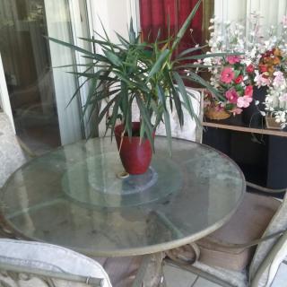 A cozy patio setting featuring a glass table with a potted plant centerpiece, surrounded by chairs and decorative flowers.