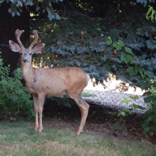 A deer standing in a grassy area near the edge of a forest.