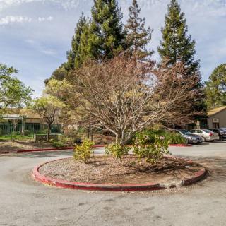 A tree in a circular roundabout surrounded by pavement in a suburban area.